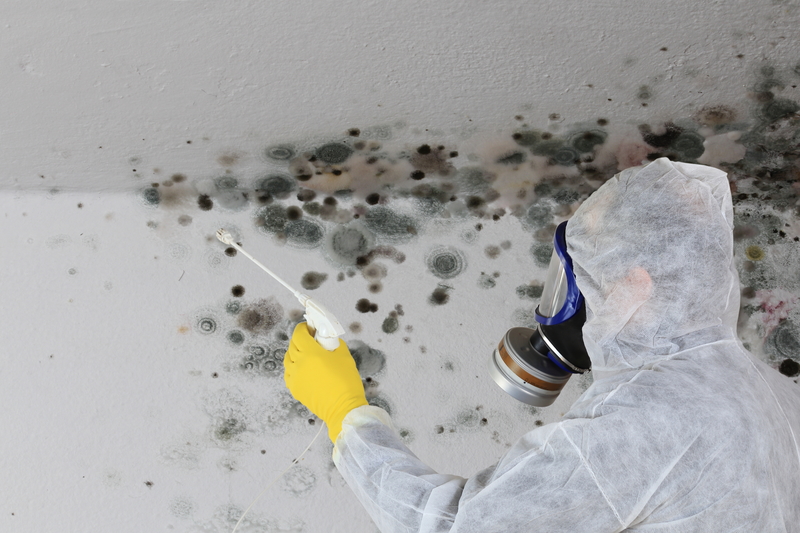 mold removal Franklin MA